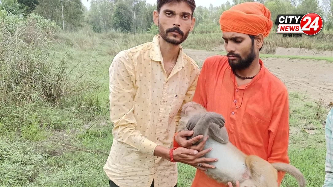 नवाबगंज में बंदर की करंट लगने से मौत गौ रक्षा के जिला अध्यक्ष दीपक पंडित ने स्थानीय लोगों के साथ कराया विधि विधान से अंतिम संस्कार।